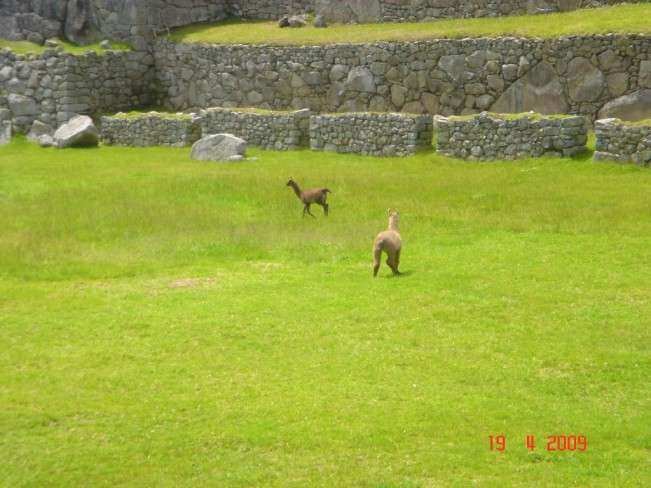 Macchu Picchu (10)